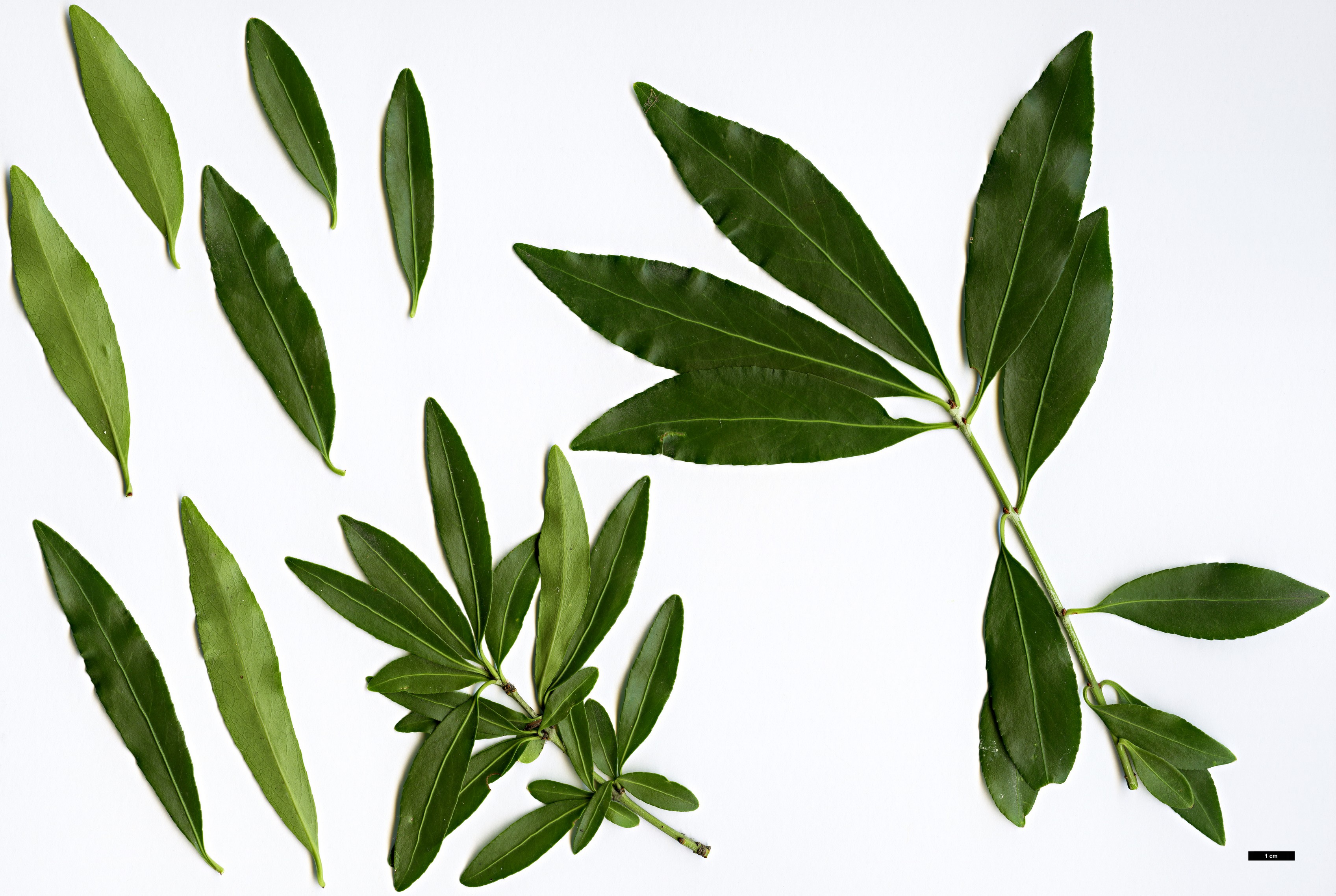 High resolution image: Family: Celastraceae - Genus: Euonymus - Taxon: grandiflorus - SpeciesSub: f. salicifolius High resolution image: Family: Celastraceae - Genus: Euonymus - Taxon: grandiflorus - SpeciesSub: f. salicifolius